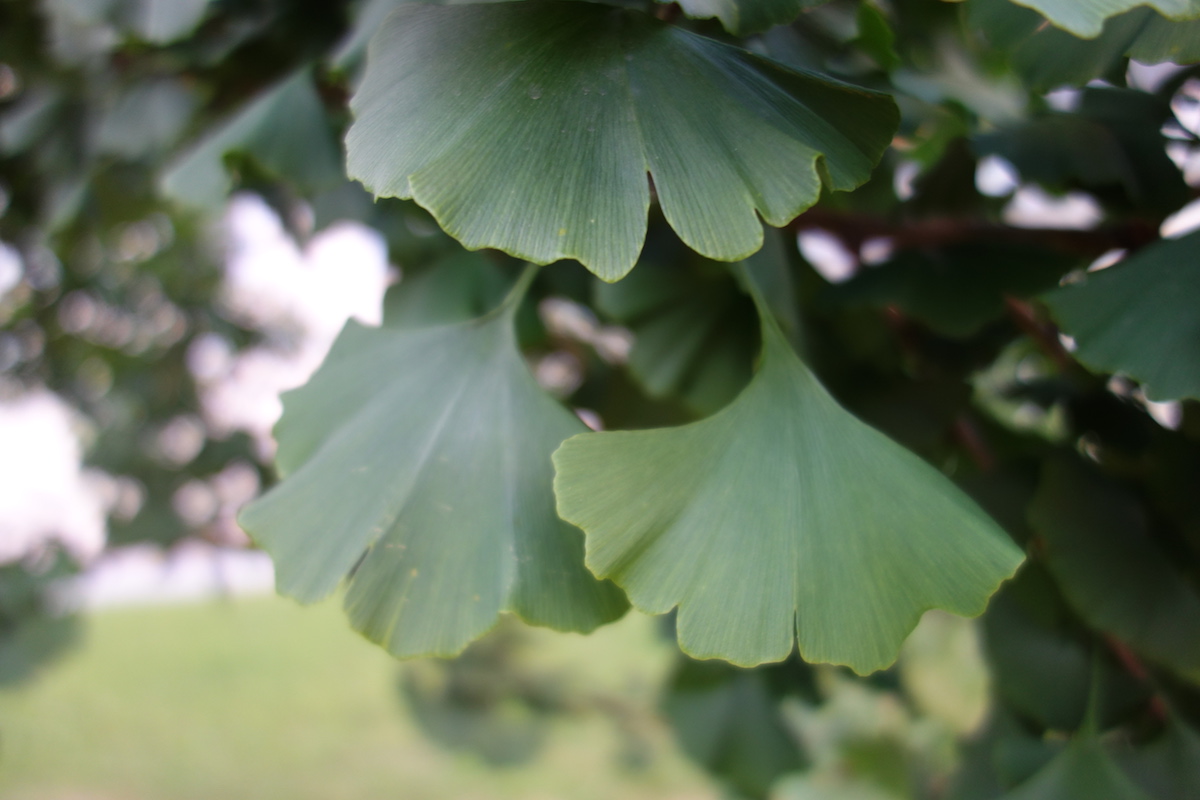 Ginkgo