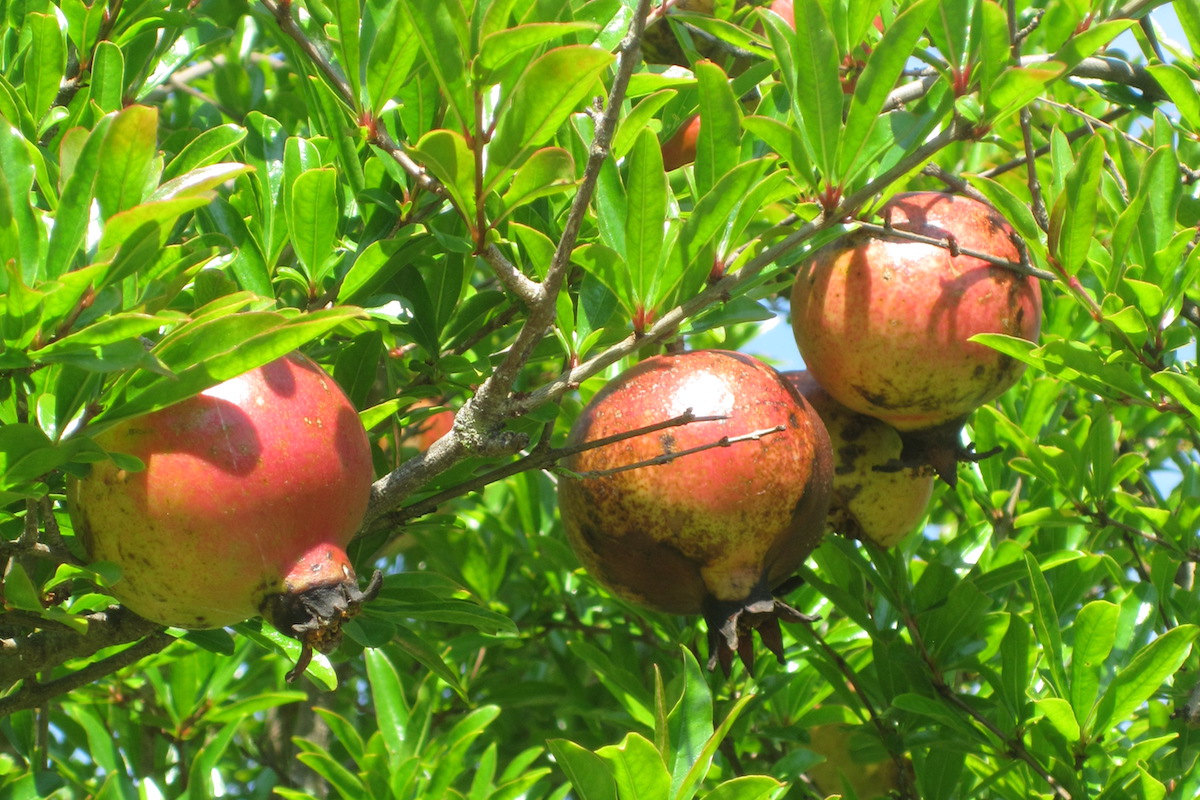 Granatapfel