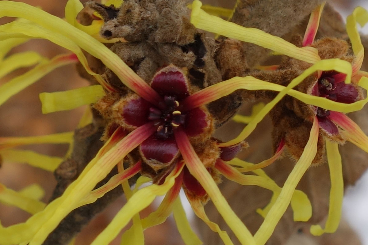 hamamelis